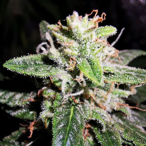 Roy.Gorilla 8.BW ^25%THC growlog timeline photo