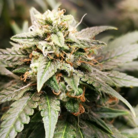 Roy.Gorilla 8.BW ^25%THC growlog timeline photo