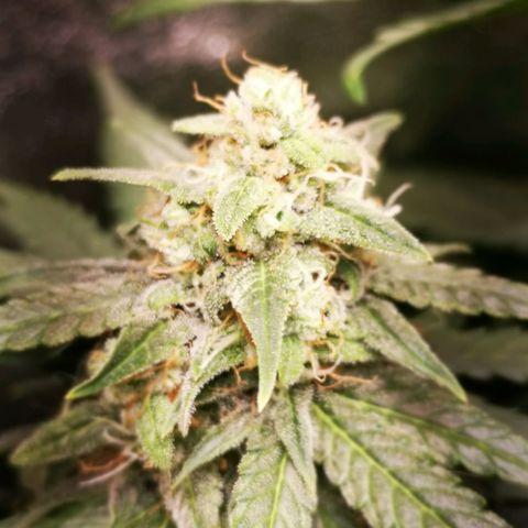 Roy.Gorilla 8.BW ^25%THC growlog timeline photo