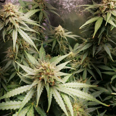 Roy.Gorilla 8.BW ^25%THC growlog timeline photo