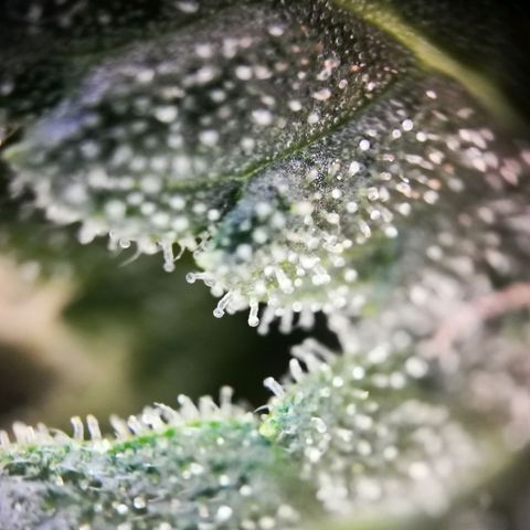 Roy.Gorilla 8.BW ^25%THC growlog timeline photo