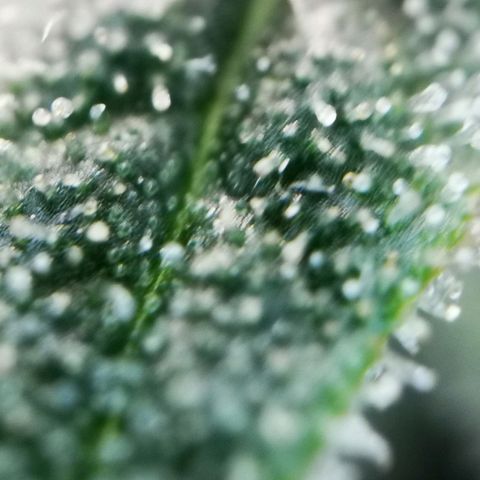 Roy.Gorilla 8.BW ^25%THC growlog timeline photo