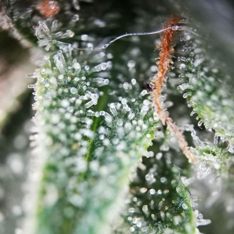 Roy.Gorilla 8.BW ^25%THC growlog timeline photo