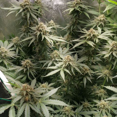 Roy.Gorilla 8.BW ^25%THC growlog timeline photo