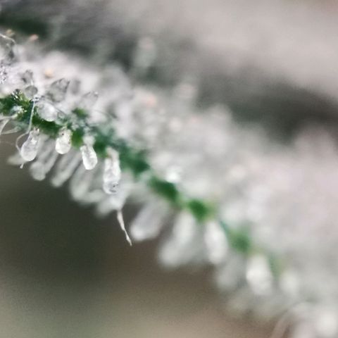 Roy.Gorilla 8.BW ^25%THC growlog timeline photo