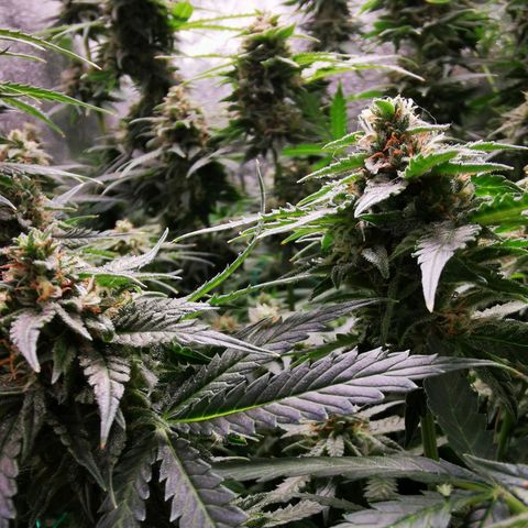 Roy.Gorilla 8.BW ^25%THC growlog timeline photo