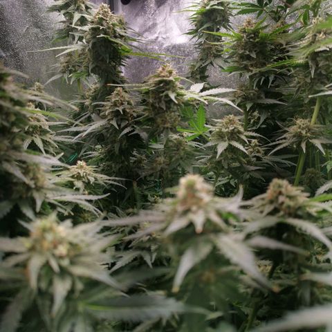 Roy.Gorilla 8.BW ^25%THC growlog timeline photo