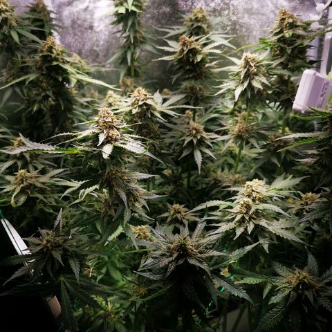 Roy.Gorilla 8.BW ^25%THC growlog timeline photo