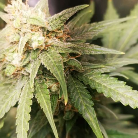 Roy.Gorilla 8.BW ^25%THC growlog timeline photo