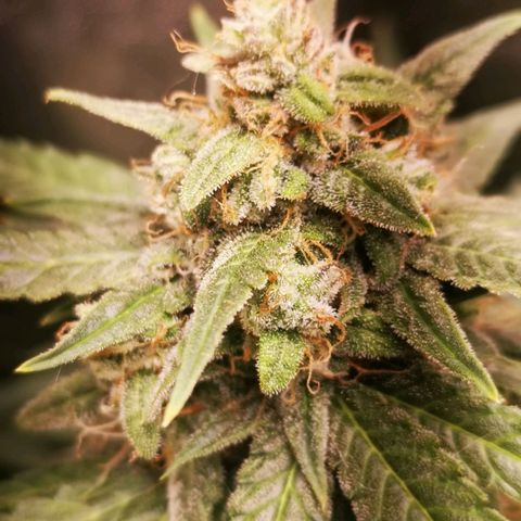 Roy.Gorilla 8.BW ^25%THC growlog timeline photo