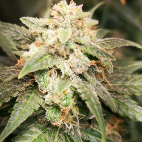Roy.Gorilla 8.BW ^25%THC growlog timeline photo