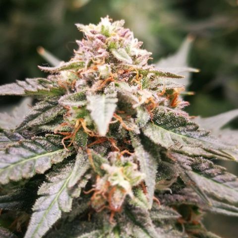 Roy.Gorilla 8.BW ^25%THC growlog timeline photo