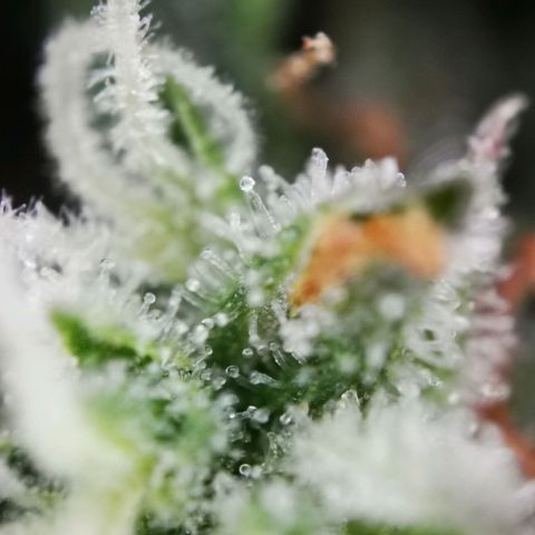 Roy.Gorilla 8.BW ^25%THC growlog timeline photo