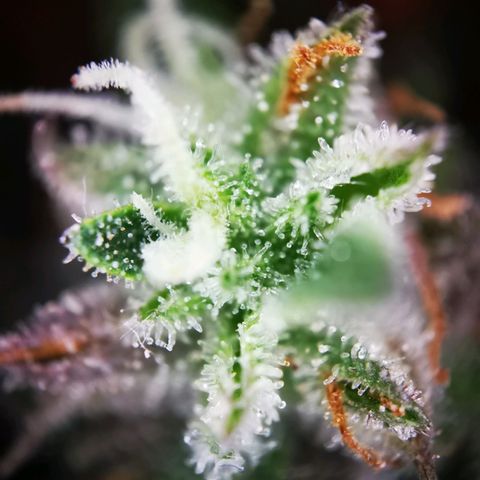 Roy.Gorilla 8.BW ^25%THC growlog timeline photo