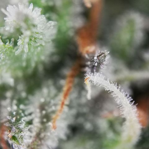 Roy.Gorilla 8.BW ^25%THC growlog timeline photo