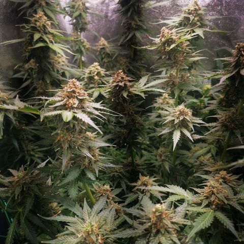 Roy.Gorilla 8.BW ^25%THC growlog timeline photo