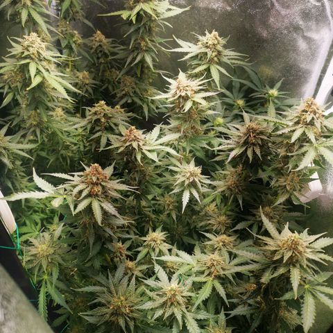 Roy.Gorilla 8.BW ^25%THC growlog timeline photo