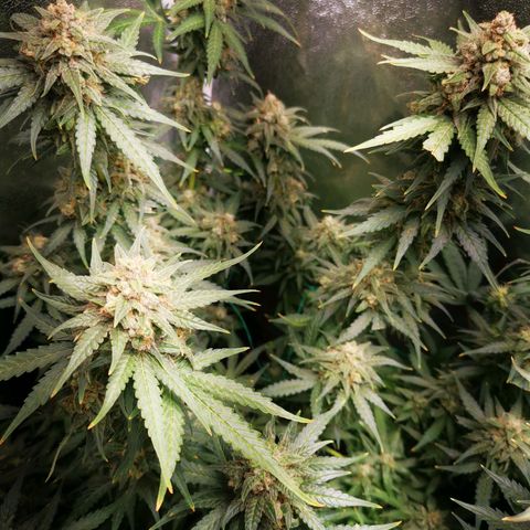 Roy.Gorilla 8.BW ^25%THC growlog timeline photo