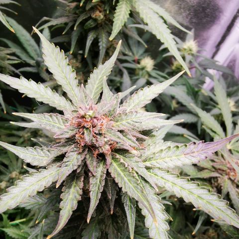 Roy.Gorilla 8.BW ^25%THC growlog timeline photo