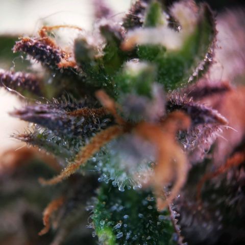 Roy.Gorilla 8.BW ^25%THC growlog timeline photo