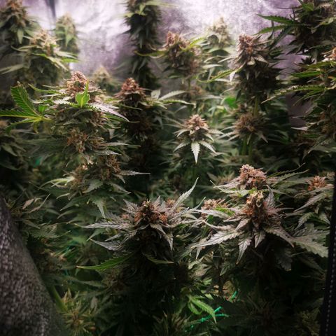 Roy.Gorilla 8.BW ^25%THC growlog timeline photo