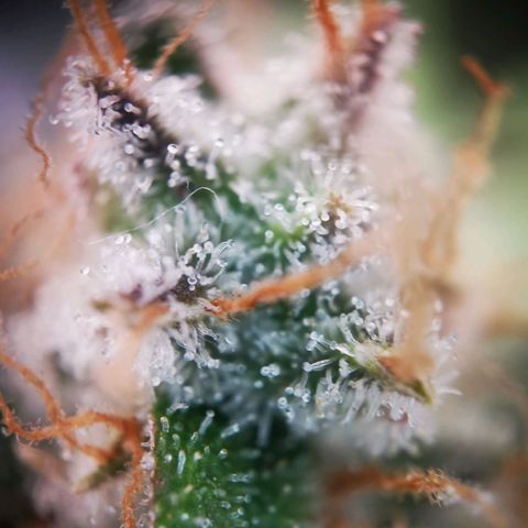 Roy.Gorilla 8.BW ^25%THC growlog timeline photo