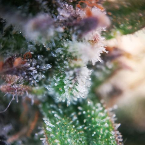 Roy.Gorilla 8.BW ^25%THC growlog timeline photo