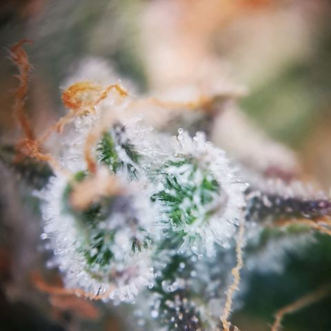 Roy.Gorilla 8.BW ^25%THC growlog timeline photo