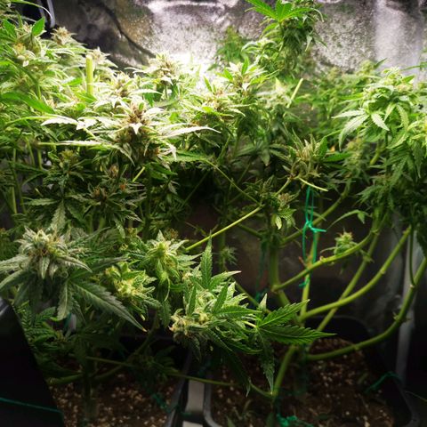 Roy.Gorilla 8.BW ^25%THC growlog timeline photo