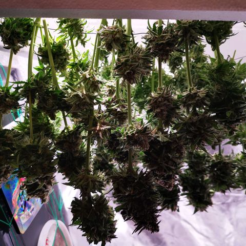 Roy.Gorilla 8.BW ^25%THC growlog timeline photo