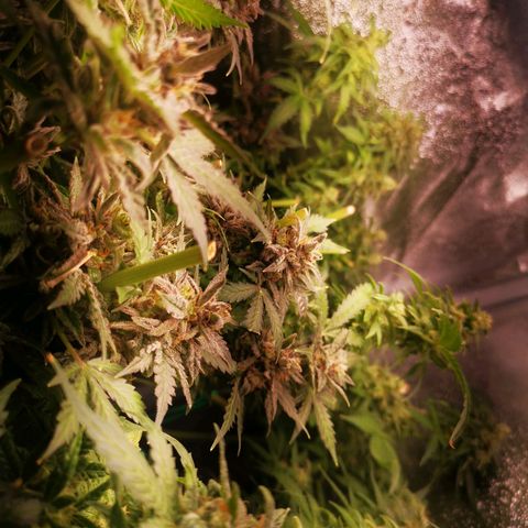 Roy.Gorilla 8.BW ^25%THC growlog timeline photo