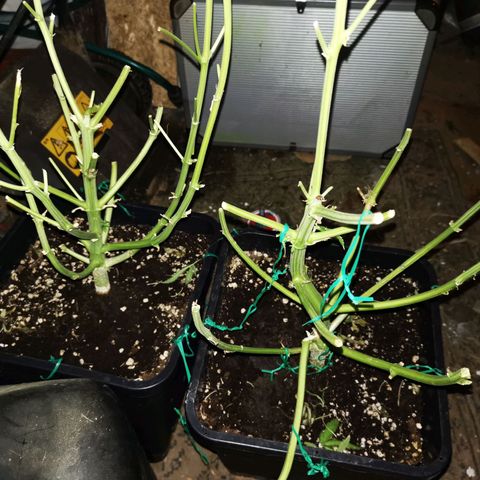 Roy.Gorilla 8.BW ^25%THC growlog timeline photo