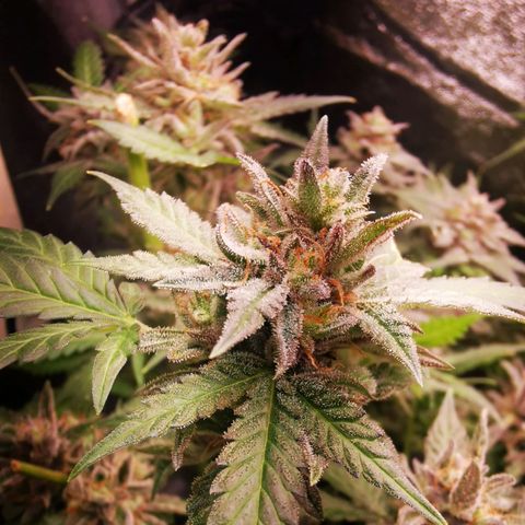 Roy.Gorilla 8.BW ^25%THC growlog timeline photo