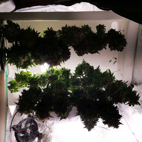 Roy.Gorilla 8.BW ^25%THC growlog timeline photo