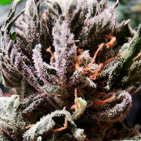 Roy.Gorilla 8.BW ^25%THC growlog timeline photo