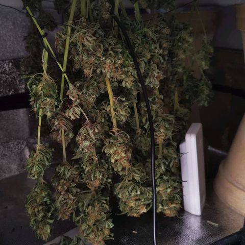 Roy.Gorilla 8.BW ^25%THC growlog timeline photo