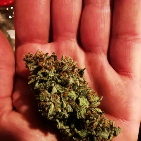 Roy.Gorilla 8.BW ^25%THC growlog timeline photo