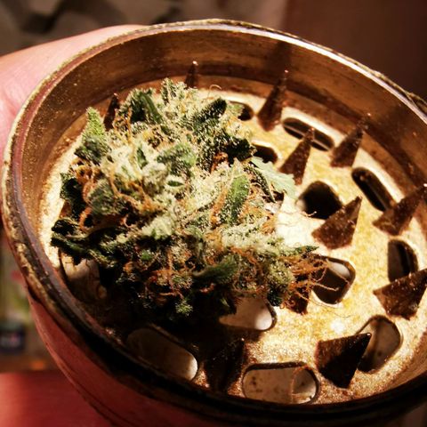 Roy.Gorilla 8.BW ^25%THC growlog timeline photo