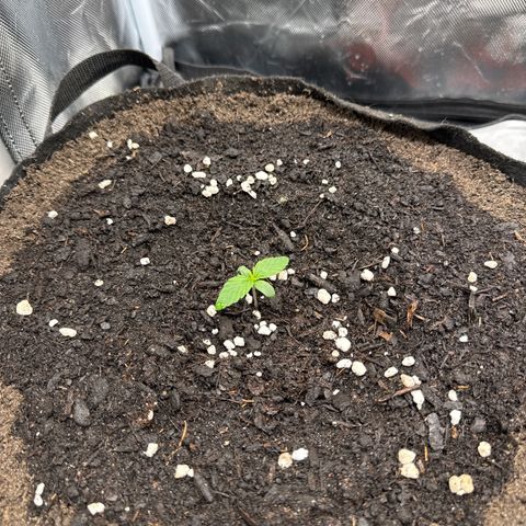 Wedding Cake growlog timeline photo