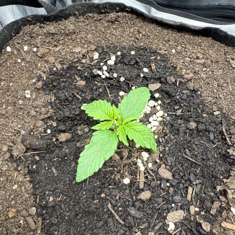 Wedding Cake growlog timeline photo