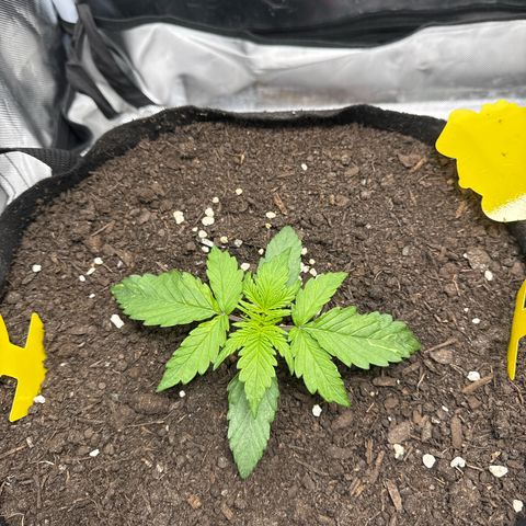 Wedding Cake growlog timeline photo
