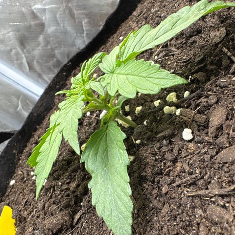 Wedding Cake growlog photo: Die ersten Nodien. Bald Topping angesagt.