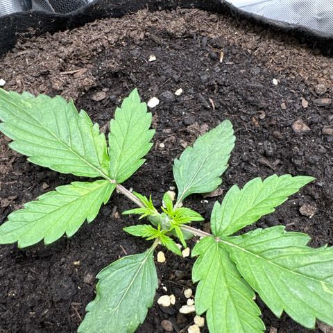 Wedding Cake growlog photo: Topping