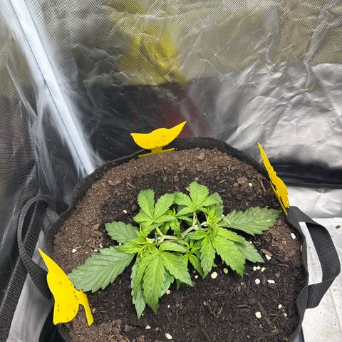 Wedding Cake growlog photo: LST