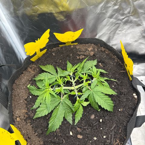 Wedding Cake growlog timeline photo