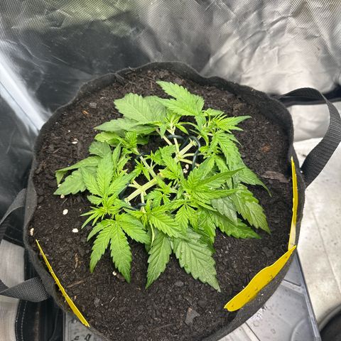 Wedding Cake growlog timeline photo