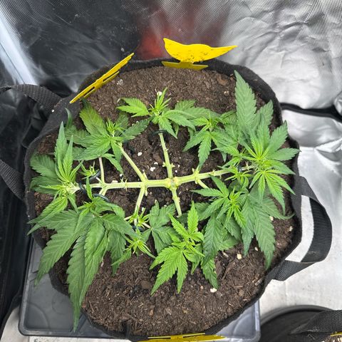 Wedding Cake growlog photo: Stretch beginnt 