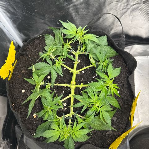 Wedding Cake growlog timeline photo