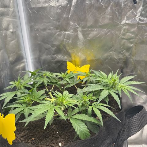 Wedding Cake growlog photo: Stretch Beginn 