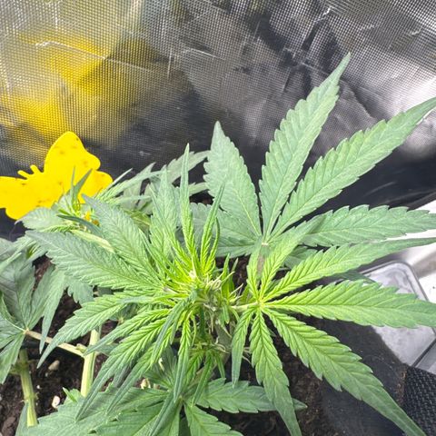Wedding Cake growlog photo: Stretch Beginn 